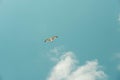 Seagull on a background of blue sky and white clouds. Royalty Free Stock Photo