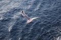 A seagull flying on the Aegean Sea