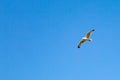 A seagull flying againct a blue sky