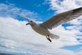 Seagull flying against background of blue sky with white clouds Royalty Free Stock Photo