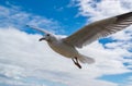 Seagull flying against background of blue sky with white clouds Royalty Free Stock Photo