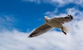 Seagull flying against background of blue sky with white clouds Royalty Free Stock Photo