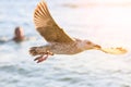 Seagull is flying against the background of the sea and a swimming man at sunset Royalty Free Stock Photo