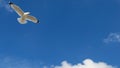 Seagull Flying Against a Beautiful Blue Sky Royalty Free Stock Photo