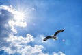 Seagull flying against blue cloudy sky with brilliant sun Royalty Free Stock Photo