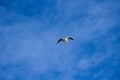 Seagull flying against blue cloudy sky Royalty Free Stock Photo