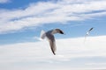 Seagull flying against blue cloudy sky Royalty Free Stock Photo