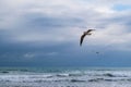 Seagull flying against blue dramatic cloudy sky Royalty Free Stock Photo