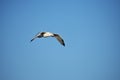 Seagull flying against blue sky Royalty Free Stock Photo