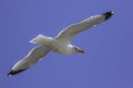 Seagull flying against blue sky