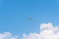 Seagull flying against blue sky with copyspace Royalty Free Stock Photo