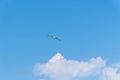 Seagull flying against blue sky with copyspace Royalty Free Stock Photo