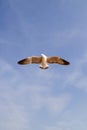 Seagull flying against blue sky Royalty Free Stock Photo