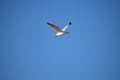 Seagull flying against blue sky Royalty Free Stock Photo