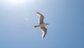 Seagull flying against blue sky with sun and lens flare Royalty Free Stock Photo