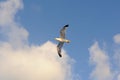 Seagull flying against blue sky and white clouds in summer Royalty Free Stock Photo