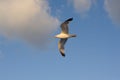 Seagull flying against blue sky and white clouds in summer Royalty Free Stock Photo