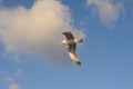 Seagull flying against blue sky and white clouds in summer Royalty Free Stock Photo