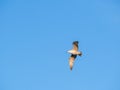 A seagull flying against clear blue sky Royalty Free Stock Photo