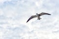 Seagull flying against cloudy skies with copy space