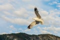 View of Seagull flying against cloudy sky Royalty Free Stock Photo