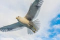 View of Seagull flying against cloudy sky Royalty Free Stock Photo