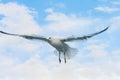 View of Seagull flying against cloudy sky Royalty Free Stock Photo
