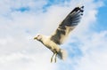 View of Seagull flying against cloudy sky Royalty Free Stock Photo