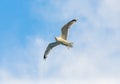 View of Seagull flying against cloudy sky Royalty Free Stock Photo