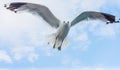 View of Seagull flying against cloudy sky Royalty Free Stock Photo
