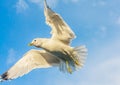 View of Seagull flying against cloudy sky Royalty Free Stock Photo