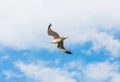 View of Seagull flying against cloudy sky Royalty Free Stock Photo