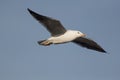 Seagull flying against pale blue sky. Royalty Free Stock Photo