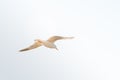 Seagull flying against sky with copy space Royalty Free Stock Photo