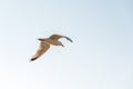 Seagull flying against sky with copy space Royalty Free Stock Photo