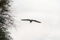 Seagull flying agaist hazzy sky Royalty Free Stock Photo