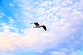 Seagull flying alone in the clouds Royalty Free Stock Photo