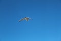 Seagull flying alone in the sky Royalty Free Stock Photo