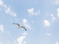 The seagull is flying along the blue sky Royalty Free Stock Photo