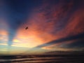 Seagull Flying on Atlantic Ocean Beach during Dawn with Crepuscular Rays. Royalty Free Stock Photo