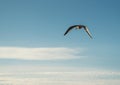 Seagull flying on a background of blue sky. Royalty Free Stock Photo