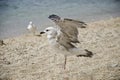 Seagull flying Royalty Free Stock Photo
