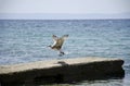 Seagull flying Royalty Free Stock Photo