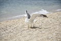 Seagull flying Royalty Free Stock Photo
