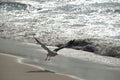 Seagull flying on beach Royalty Free Stock Photo