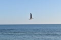 Seagull flying - beach of Cadiz Royalty Free Stock Photo