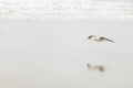 A seagull flying on a beach Royalty Free Stock Photo