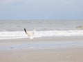 A seagull flying on a beach Royalty Free Stock Photo