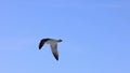 Seagull is flying in beautiful blue sky, Slow Motion