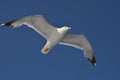 Seagull flying